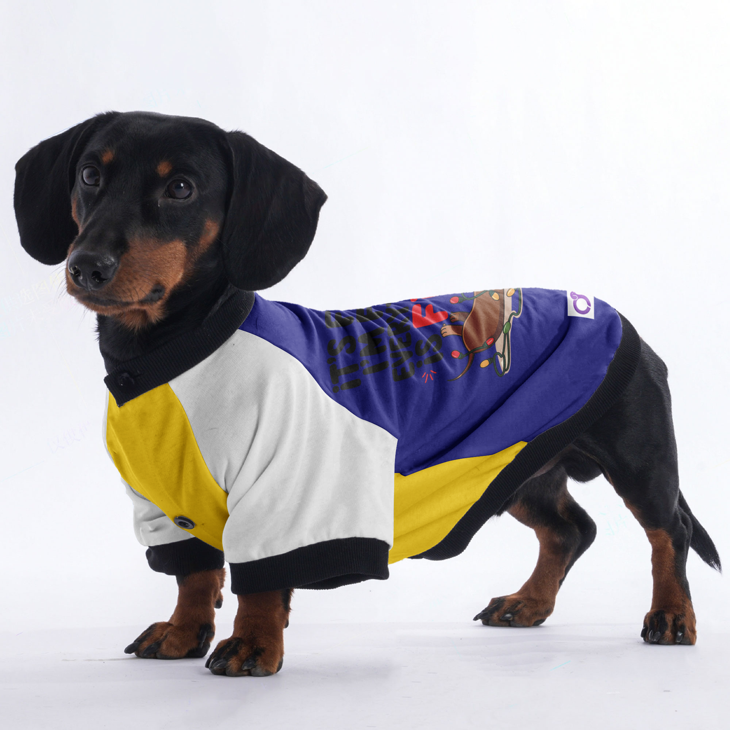 Lucy - Jacket for Dachshunds