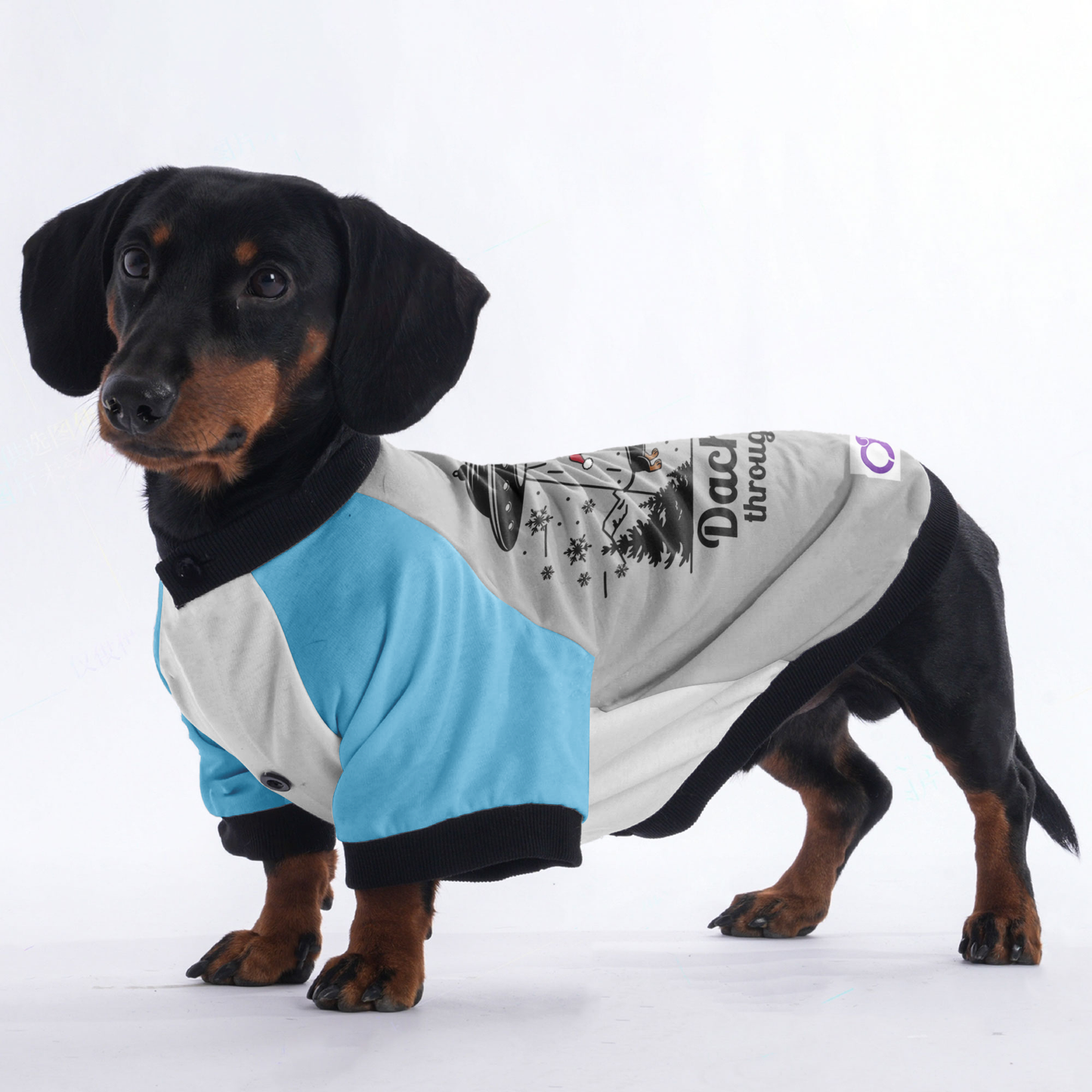 Milo - Jacket for Dachshunds