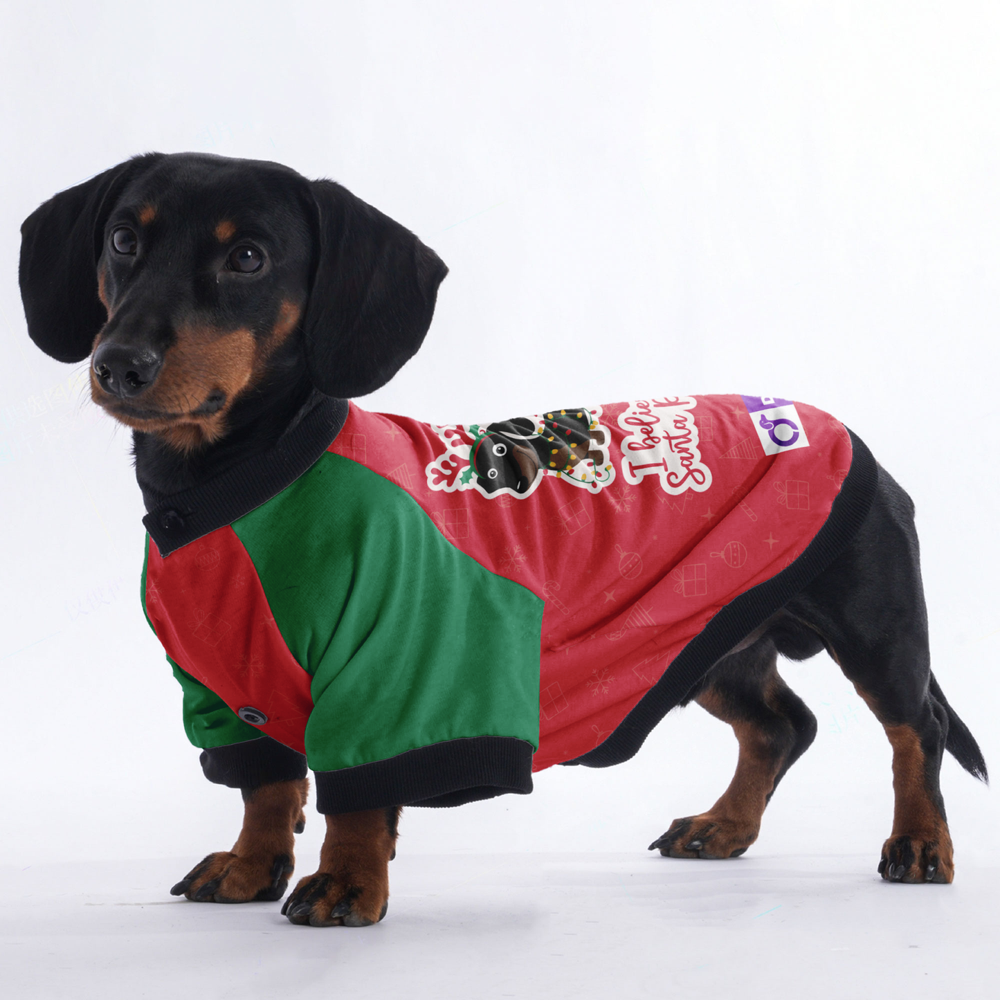 I believe in Santa Paws  - Jacket for Dachshunds