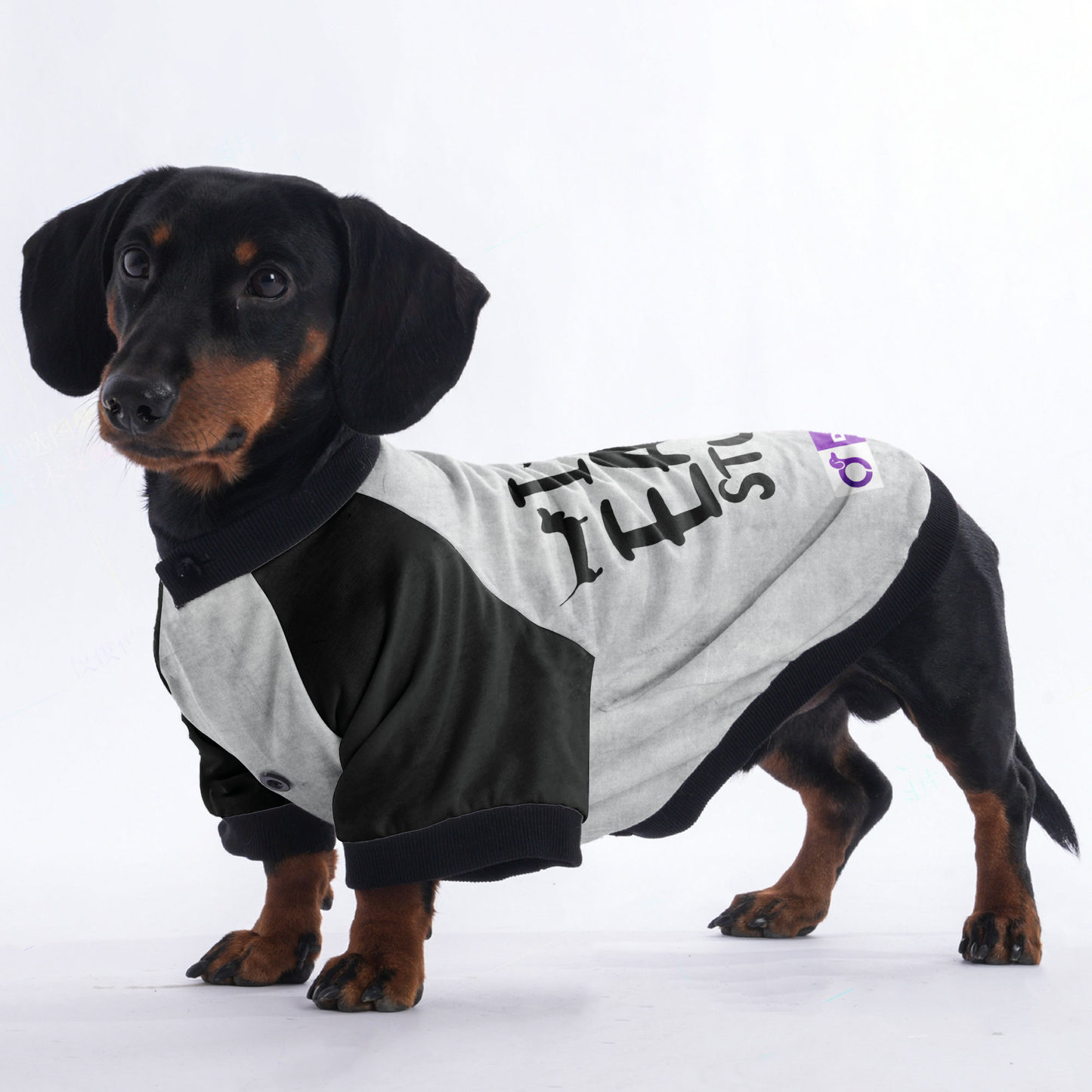 I eat stuff - Jacket for Dachshunds