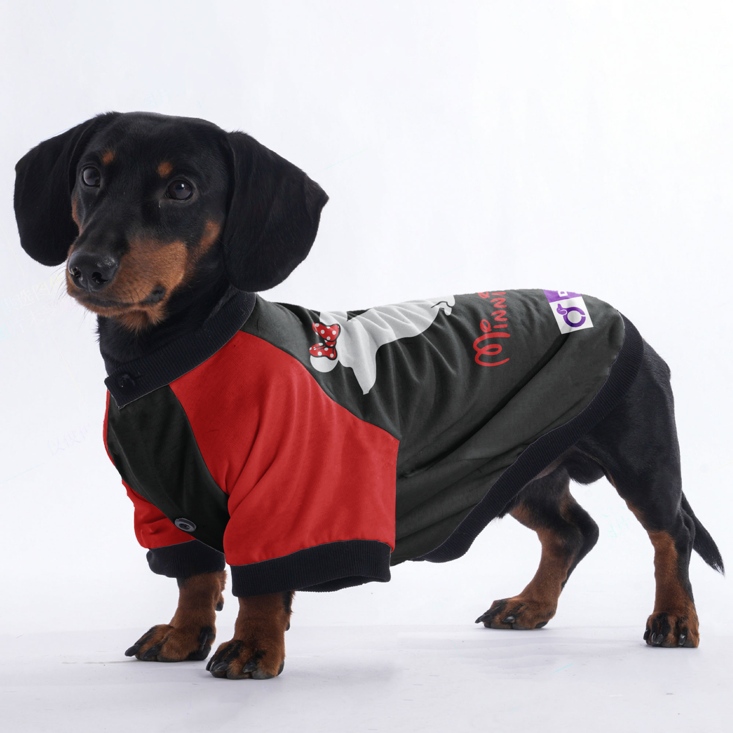 Minnie Doxie - Jacket for Dachshunds