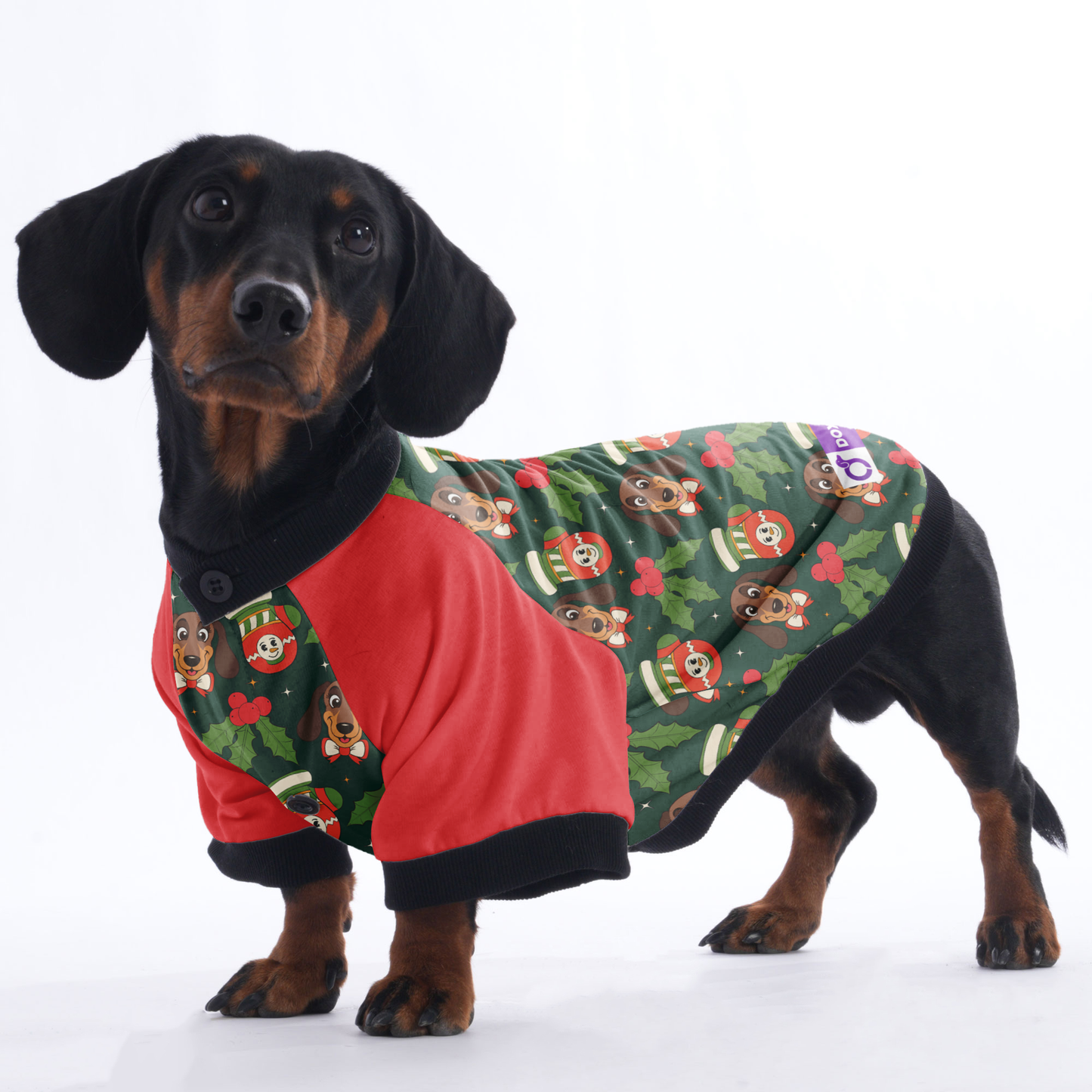 Roxy - Jacket for Dachshunds