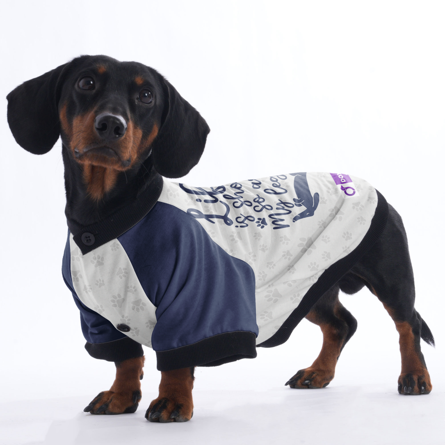 Life is short, so are my legs - Jacket for Dachshunds