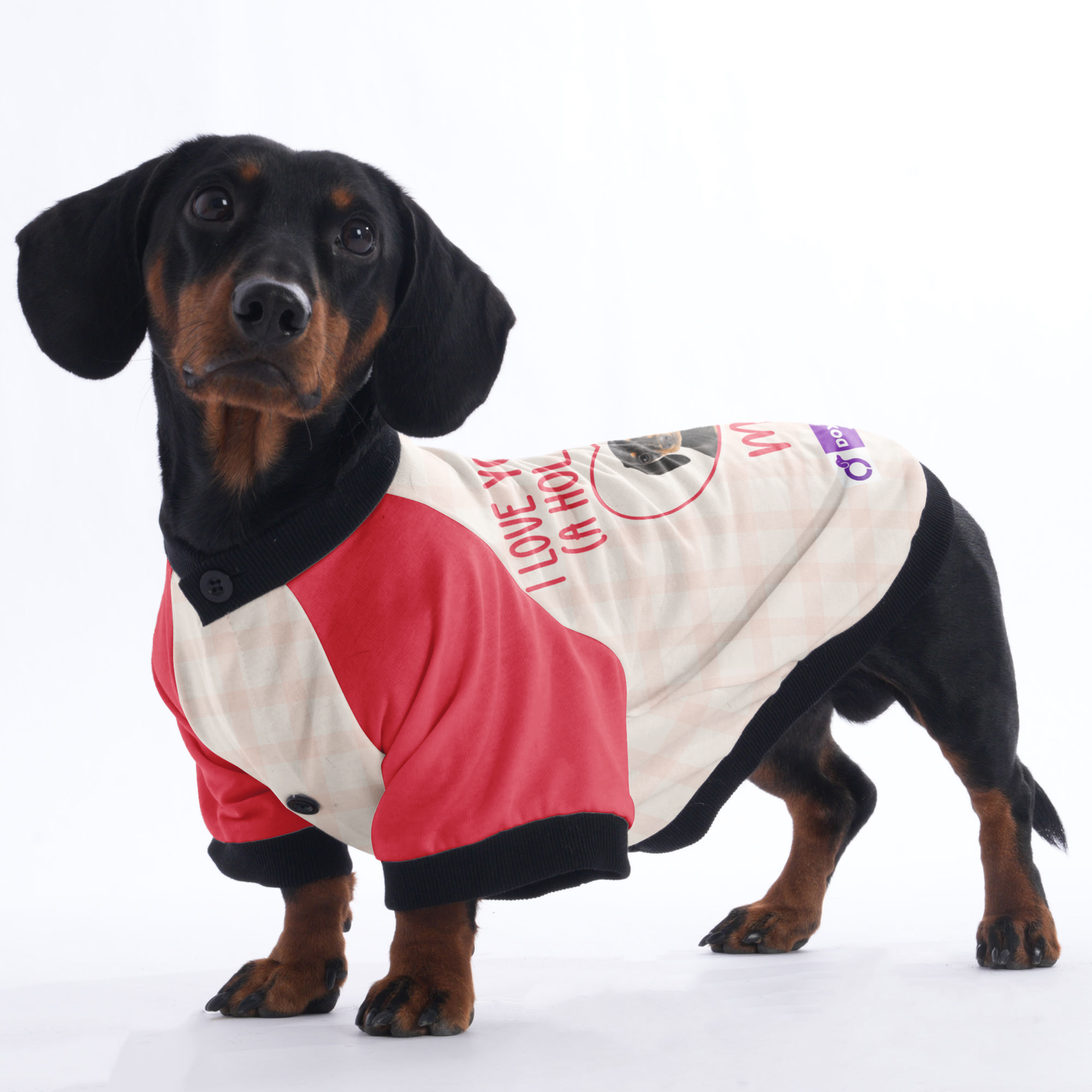 Dachshund Jacket Customized with Your Pet's Name and Picture