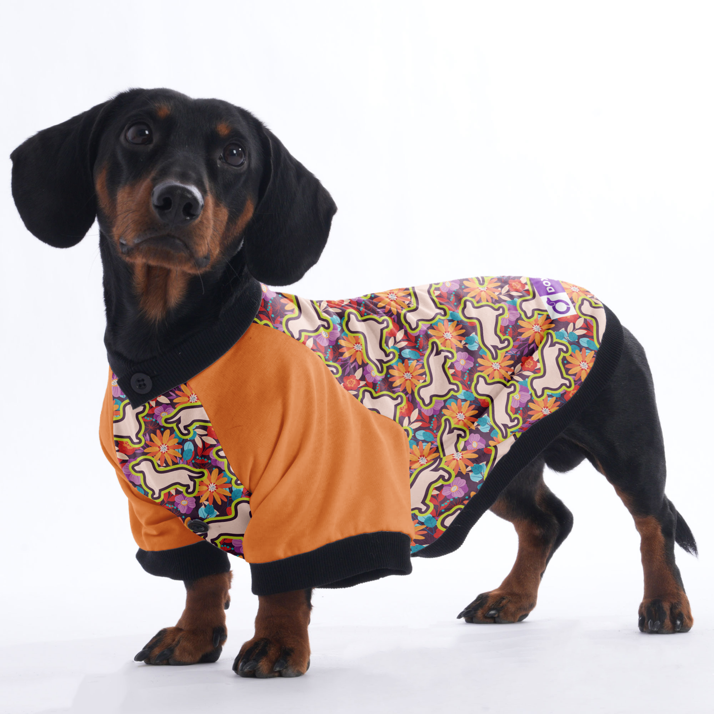 Ollie - Jacket for Dachshunds