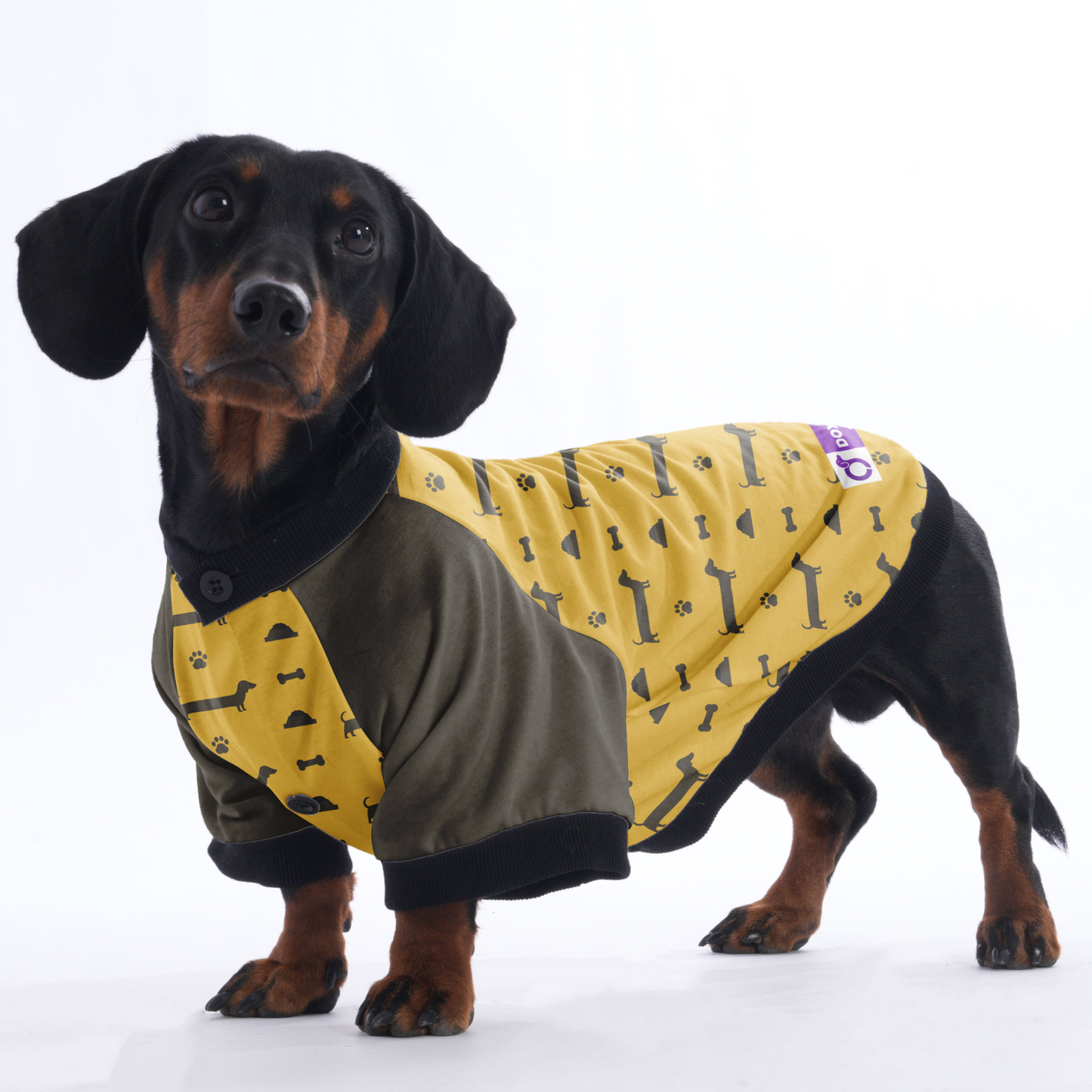 Indy - Jacket for Dachshunds