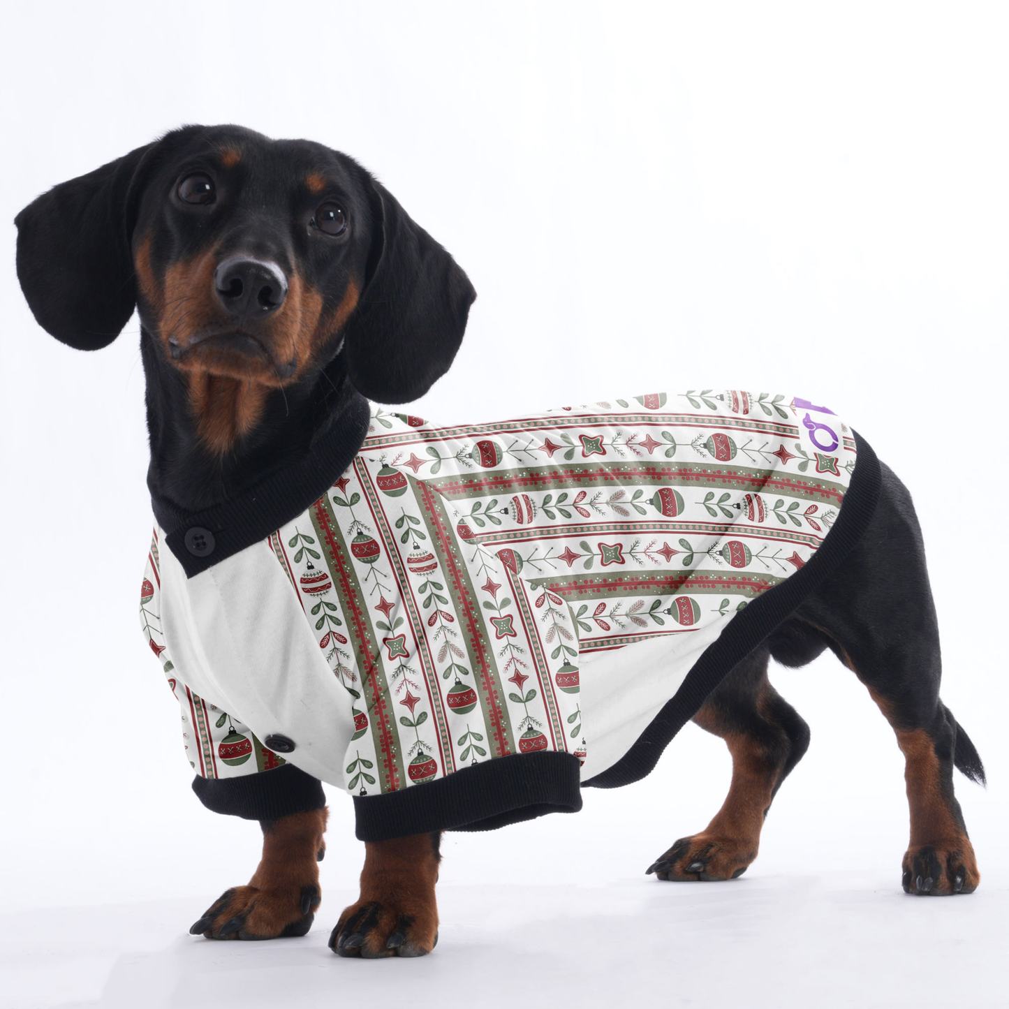 Cooper - Jacket for Dachshunds