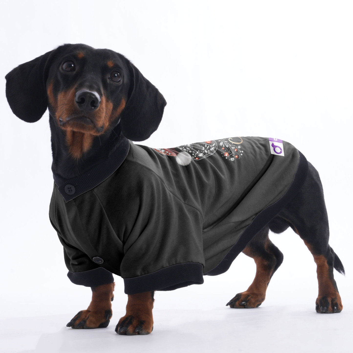 Luna - Jacket for Dachshunds