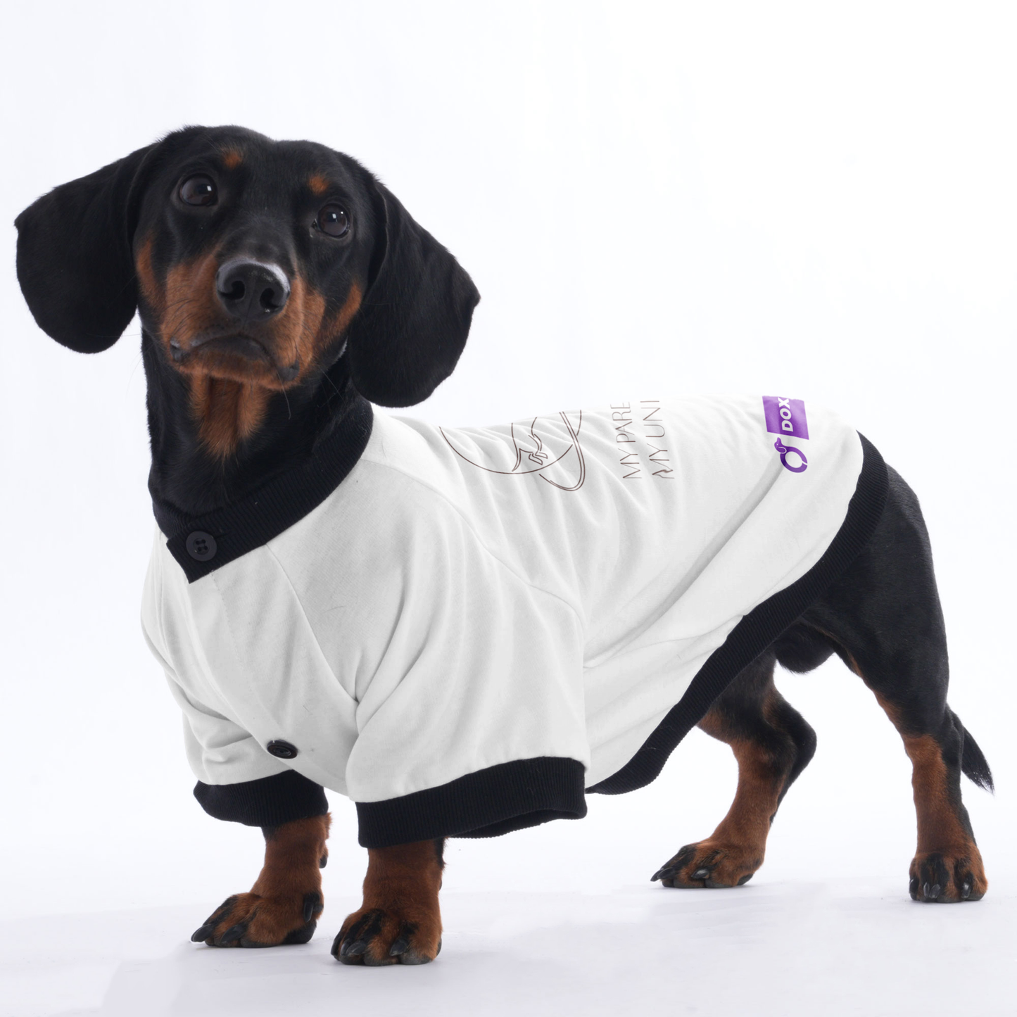 Zoey - Jacket for Dachshunds