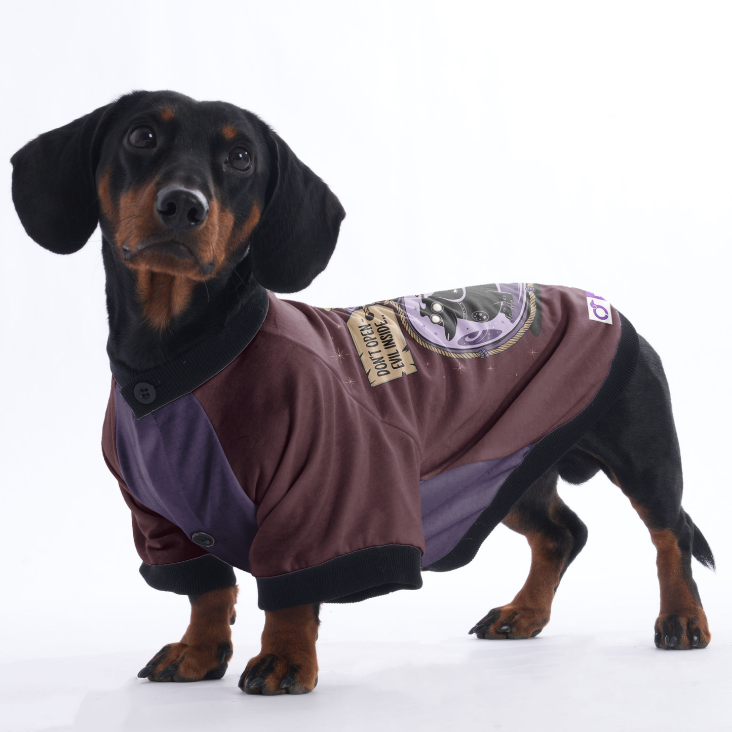 Scout - Jacket for Dachshunds