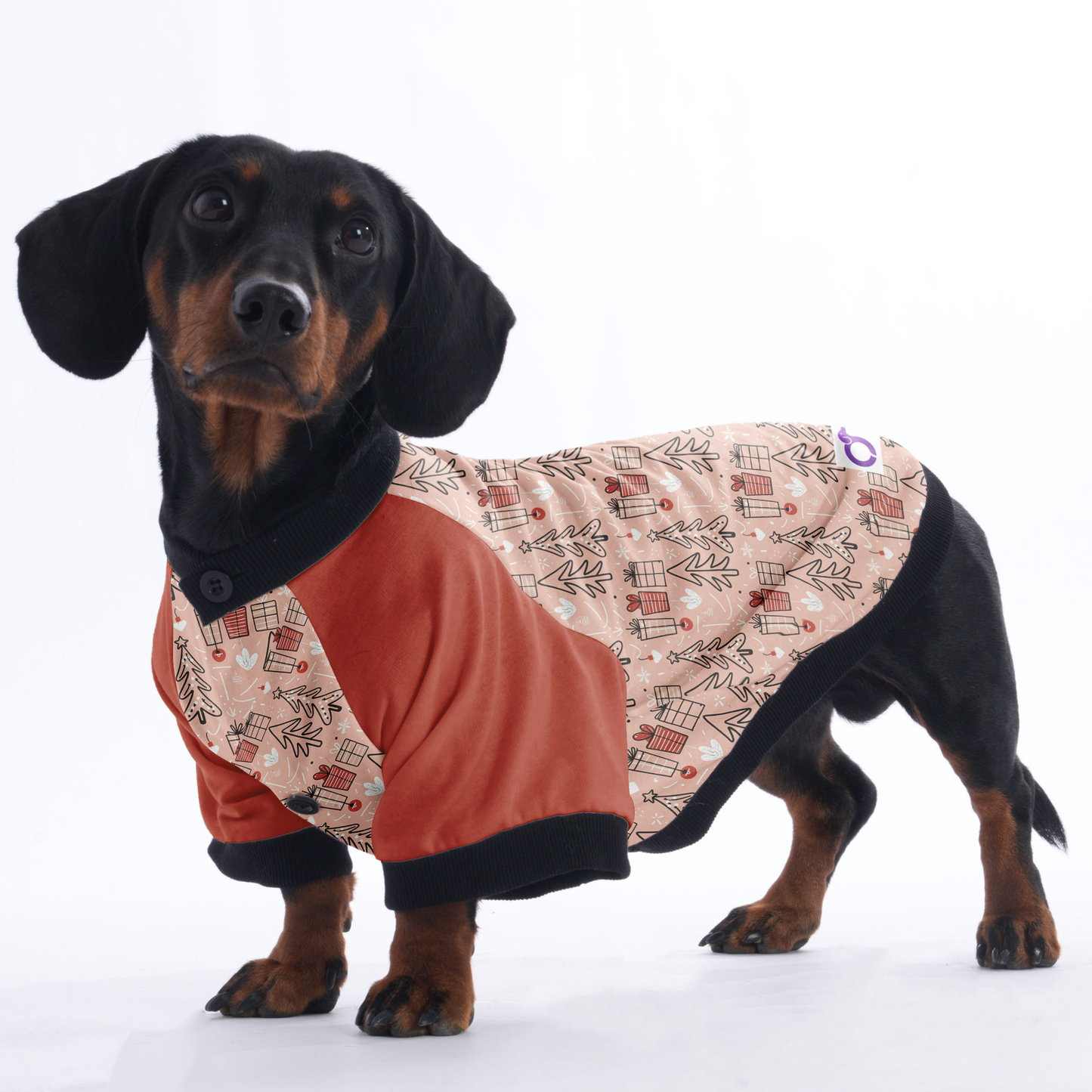 Daisy - Jacket for Dachshunds