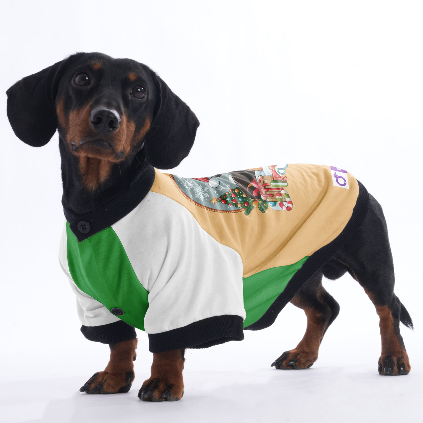 Coco - Jacket for Dachshunds