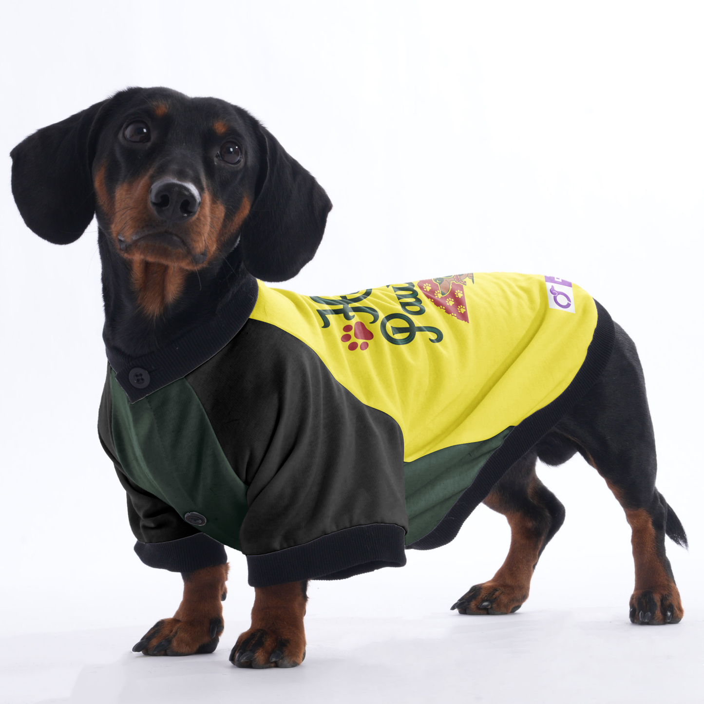 Buddy - Jacket for Dachshunds