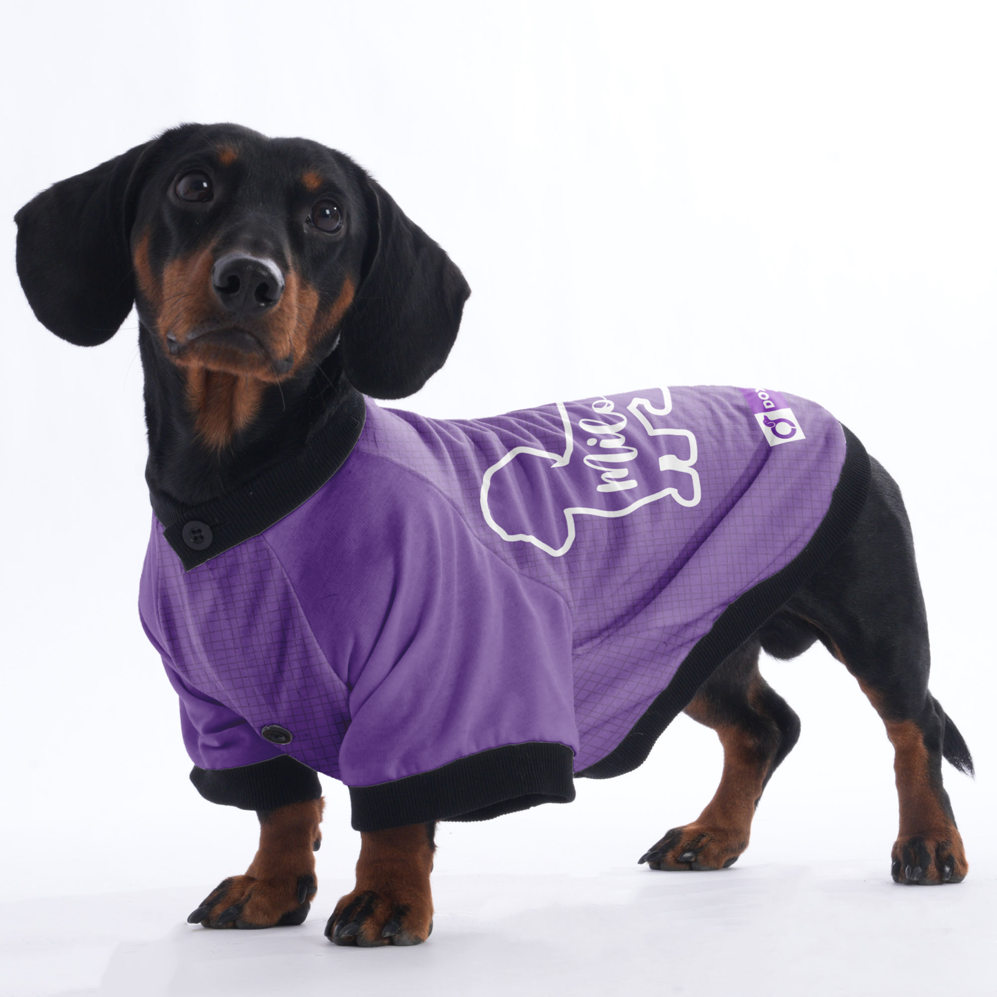 Custom Jacket for Dachshunds Featuring Your dachshund's Name