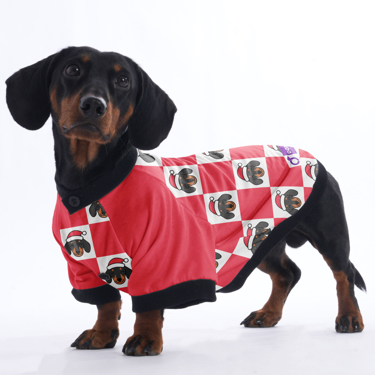 Rolo  - Jacket for Dachshunds