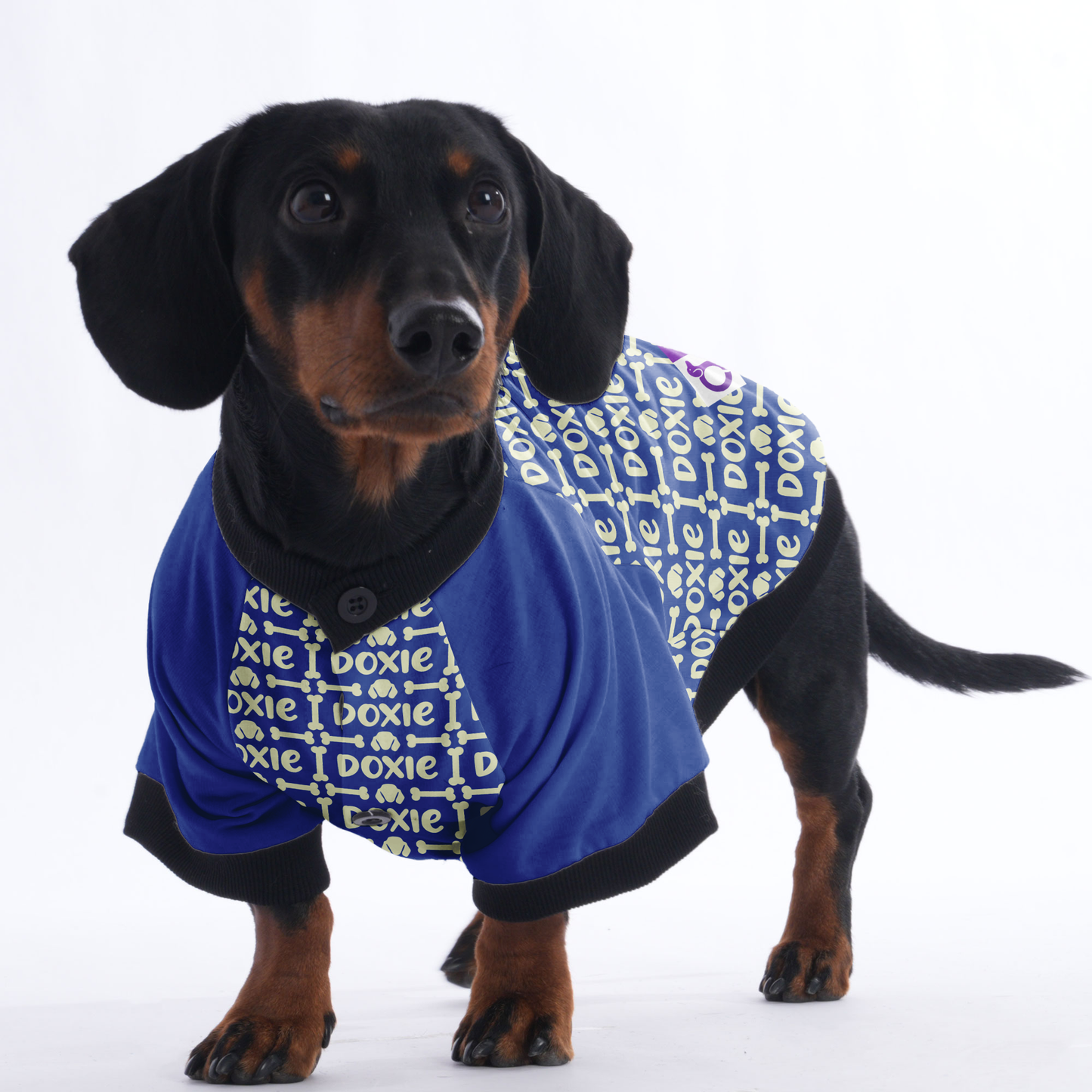 Ken - Jacket for Dachshunds