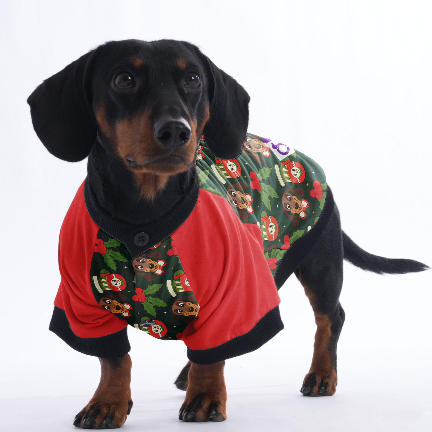 Roxy - Jacket for Dachshunds