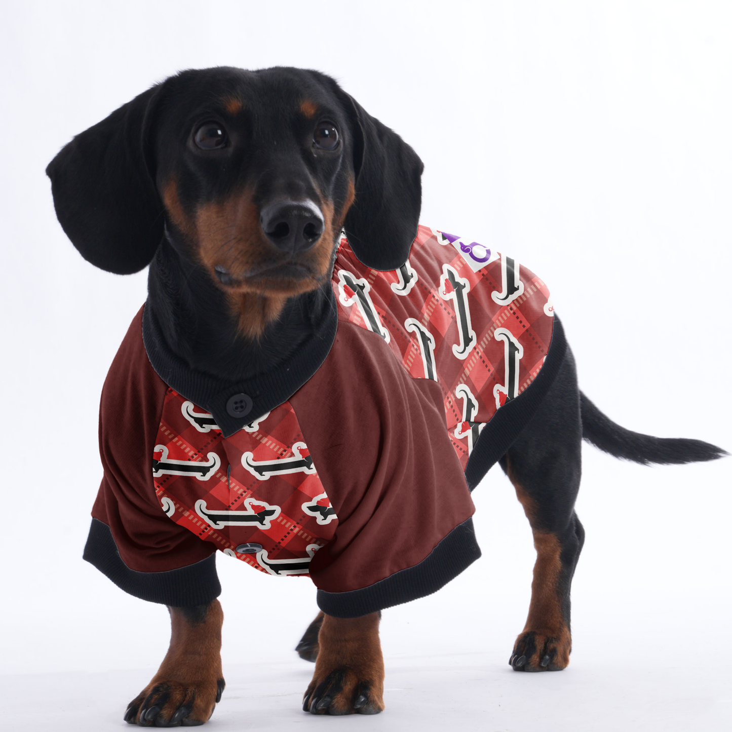 Gus - Jacket for Dachshunds