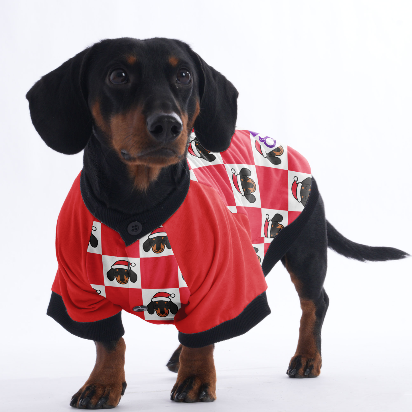 Rolo  - Jacket for Dachshunds