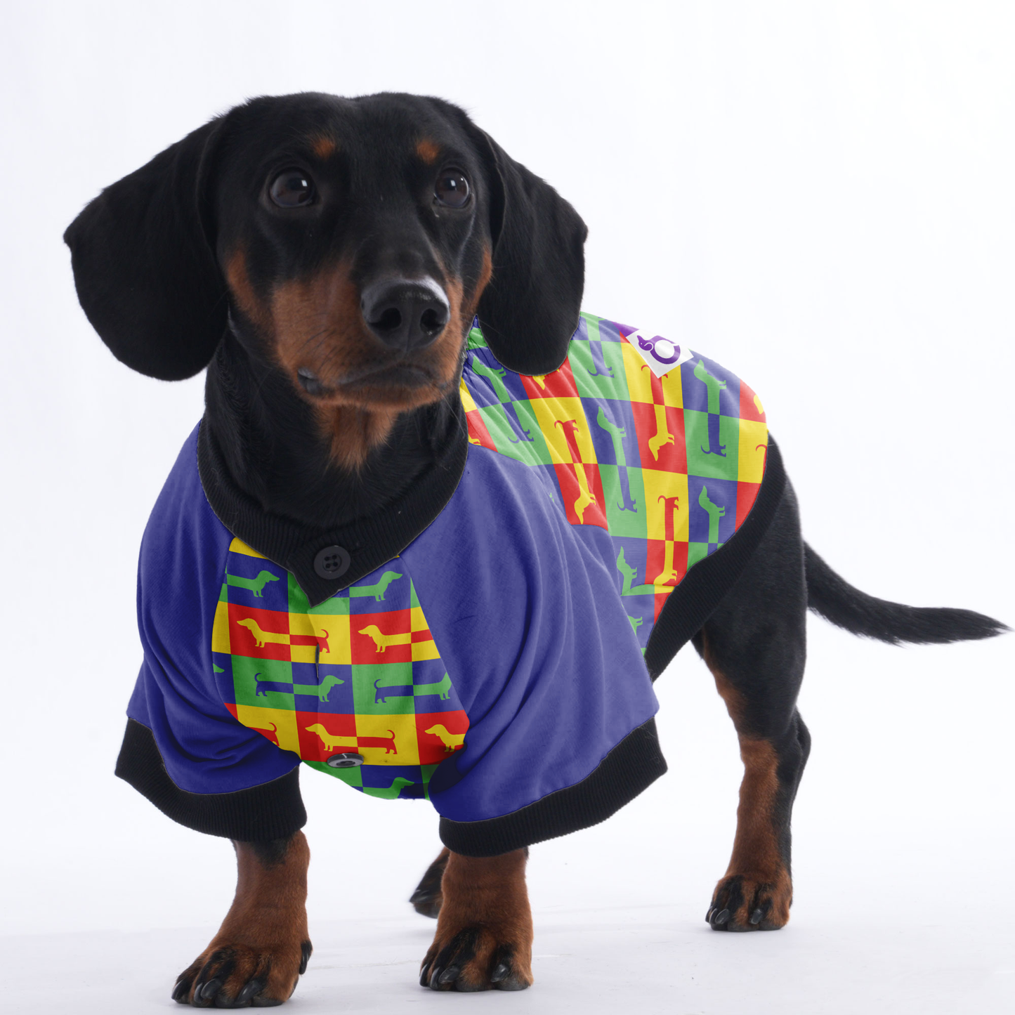 Nelson - Jacket for Dachshunds