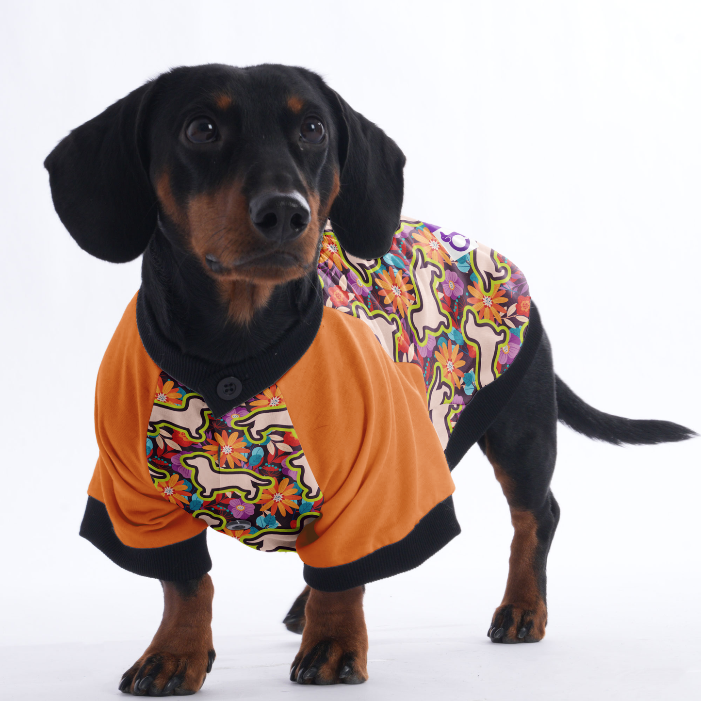 Ollie - Jacket for Dachshunds