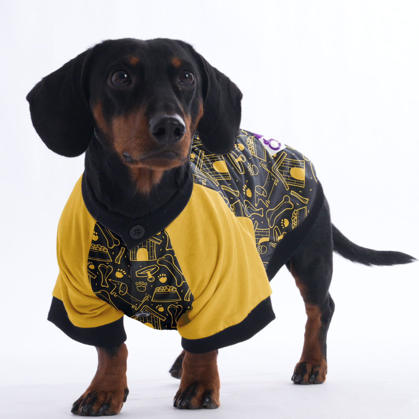 Waffles - Jacket for Dachshunds