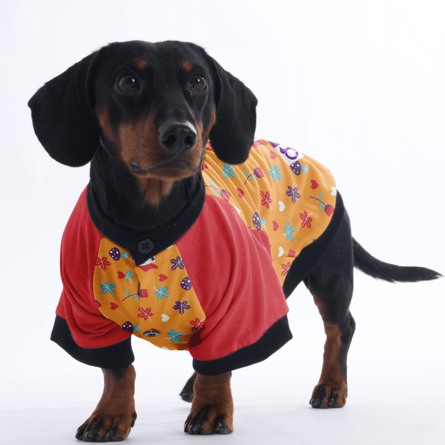 Carmen - Jacket for Dachshunds