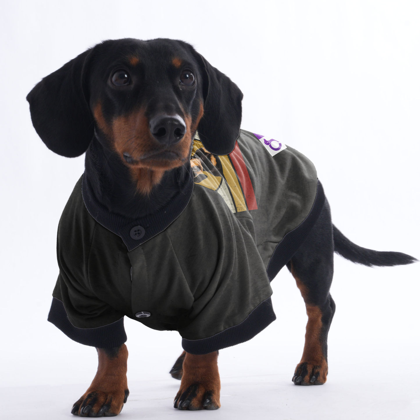 Personalized Dachshund Jacket with Your Dog's Name and Picture