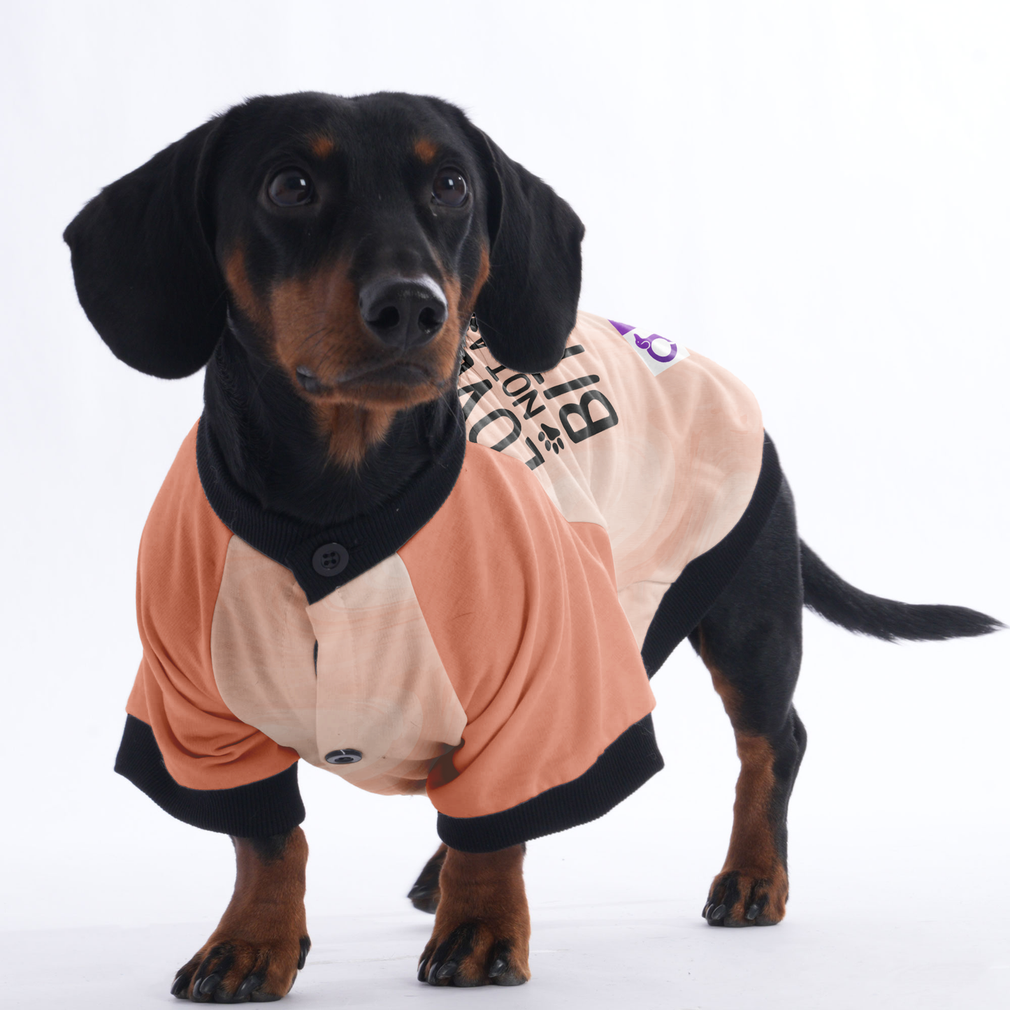 I'm a Lover Not a Biter - Jacket for Dachshunds