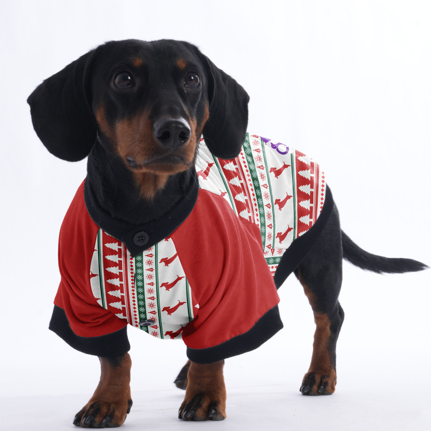 Tyler - Jacket for Dachshunds