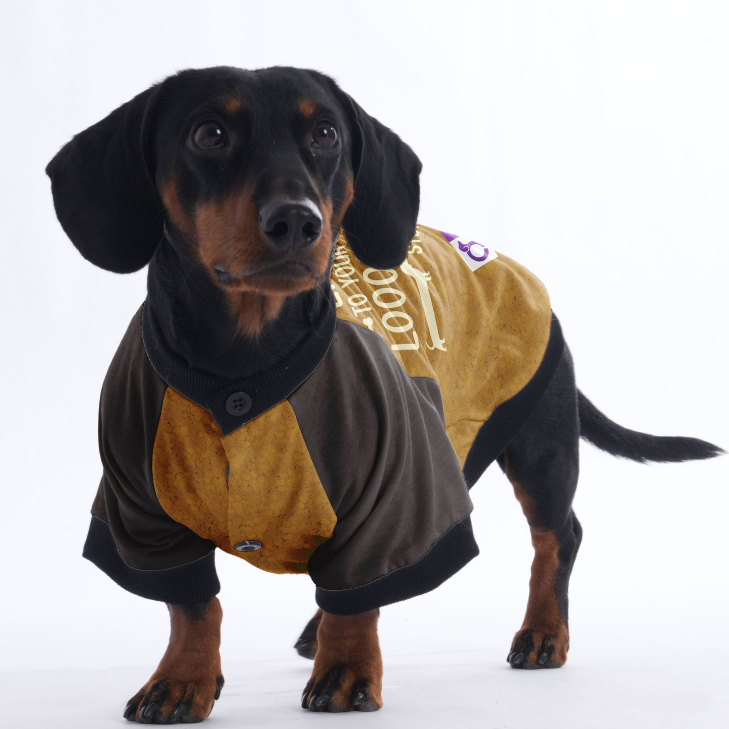 ALWAYS READY TO LISTEN TO YOUR LOOOONG STORY  - Jacket for Dachshunds