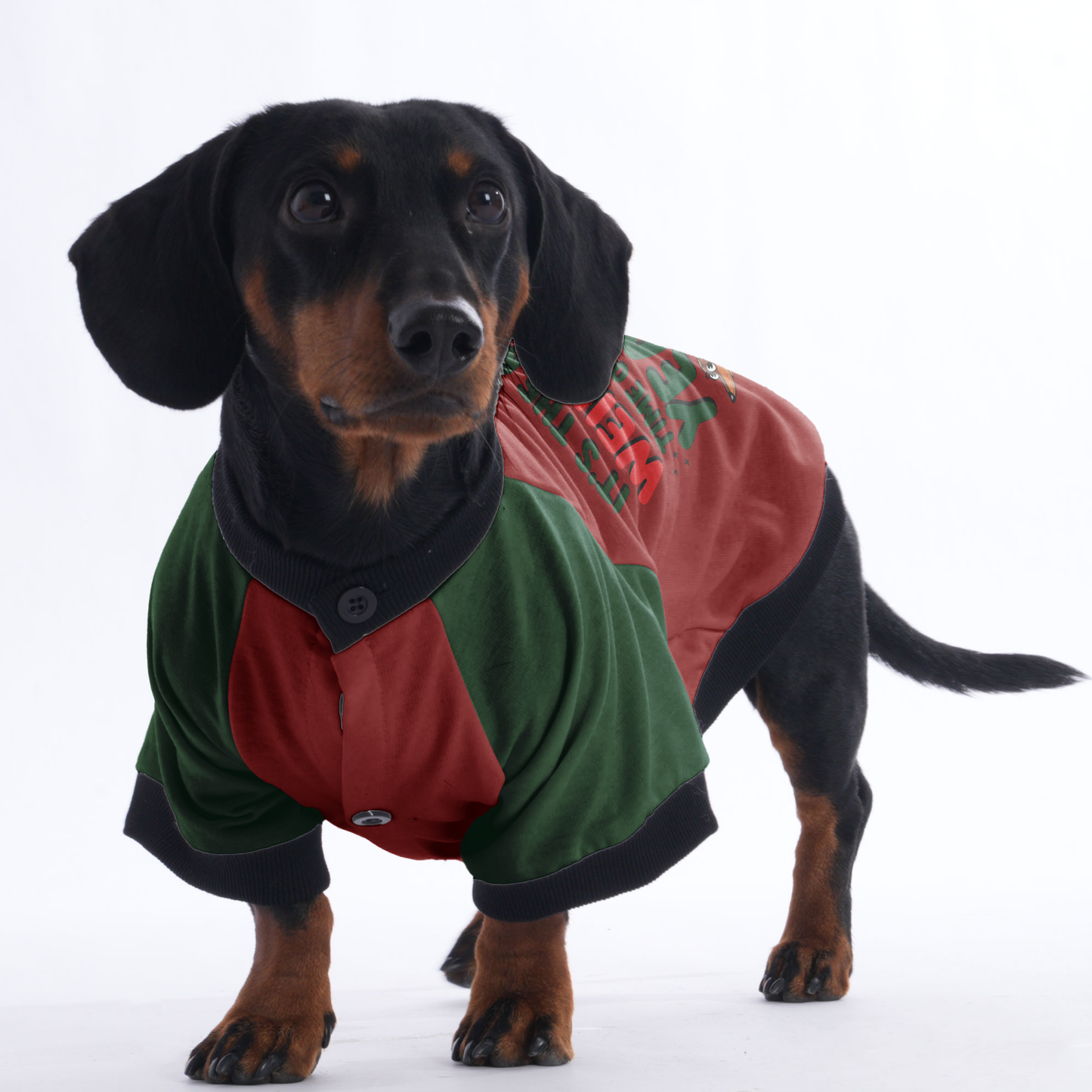 Max - Jacket for Dachshunds