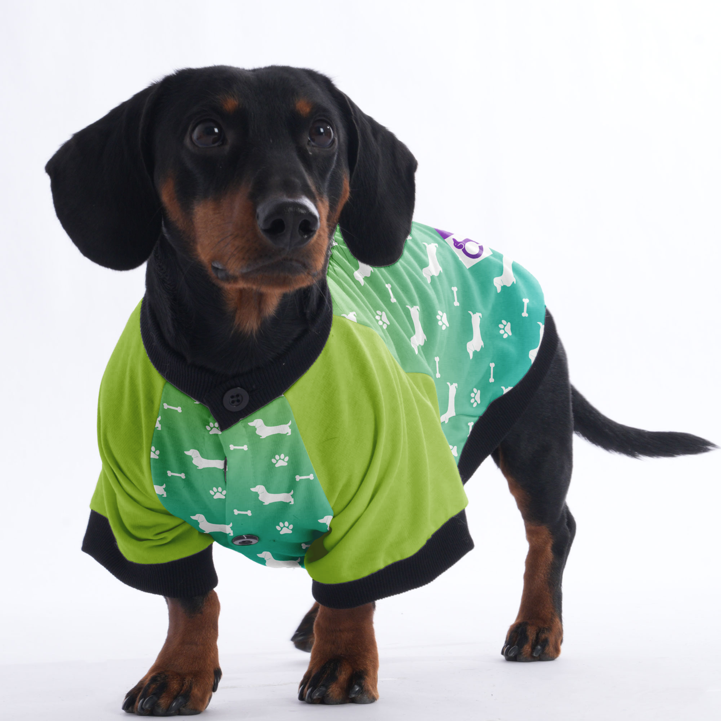 Bodo - Jacket for Dachshunds