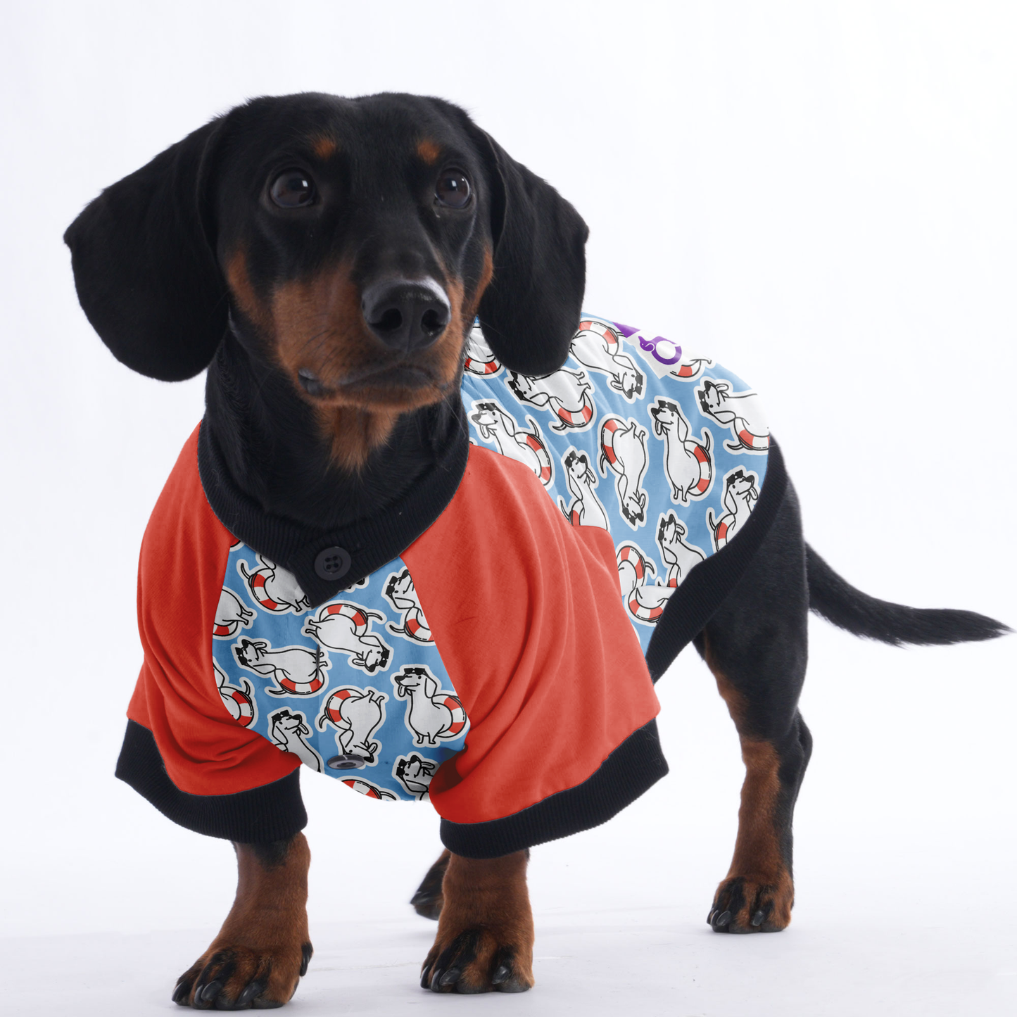 Sandra  - Jacket for Dachshunds