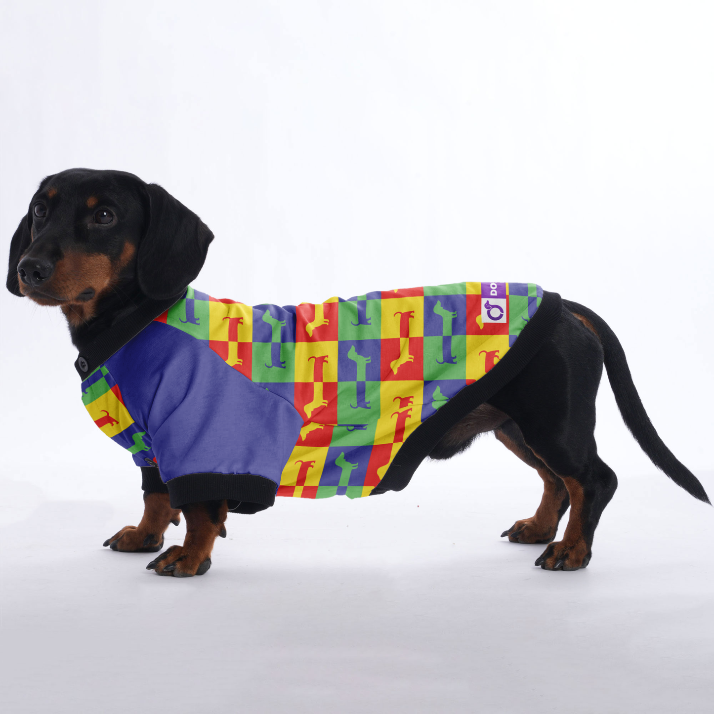 Nelson - Jacket for Dachshunds