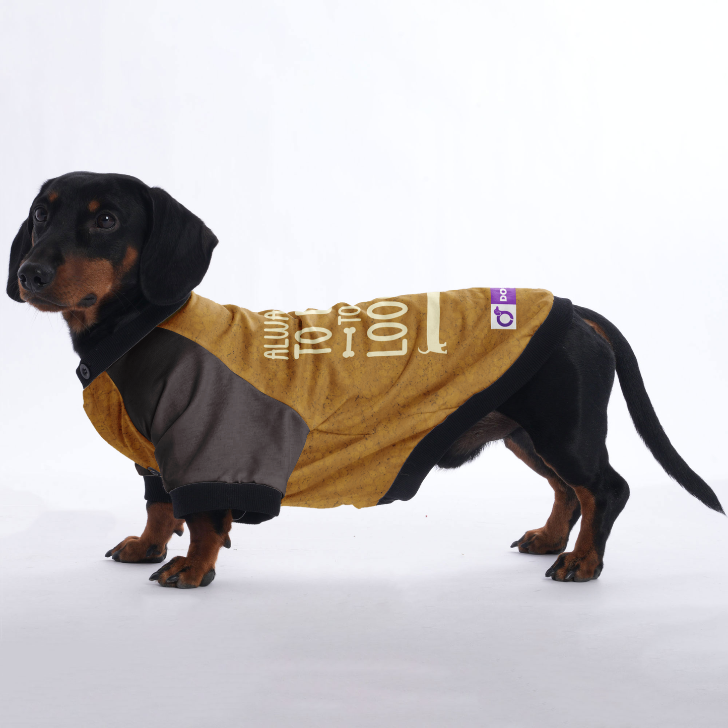 ALWAYS READY TO LISTEN TO YOUR LOOOONG STORY  - Jacket for Dachshunds