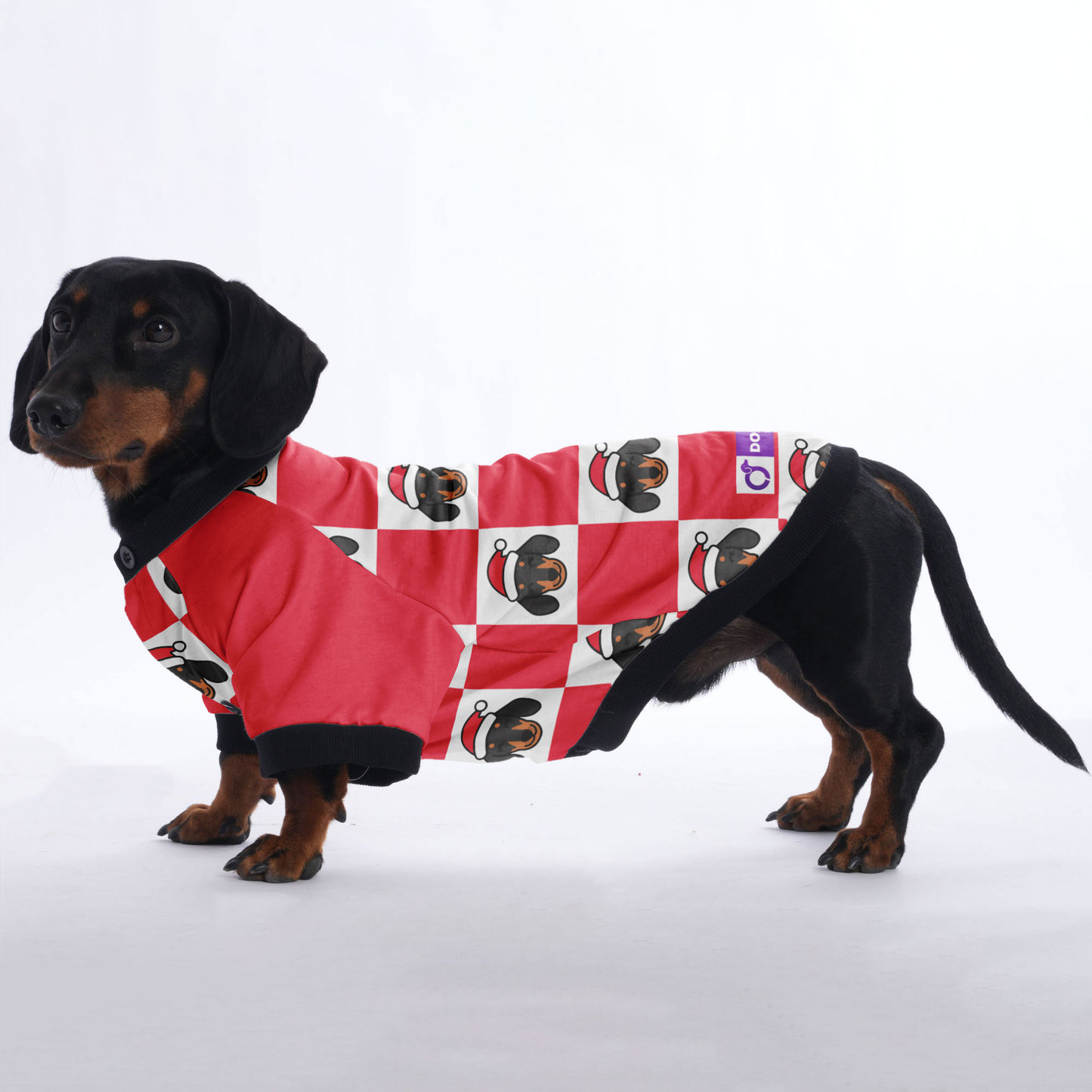 Rolo  - Jacket for Dachshunds