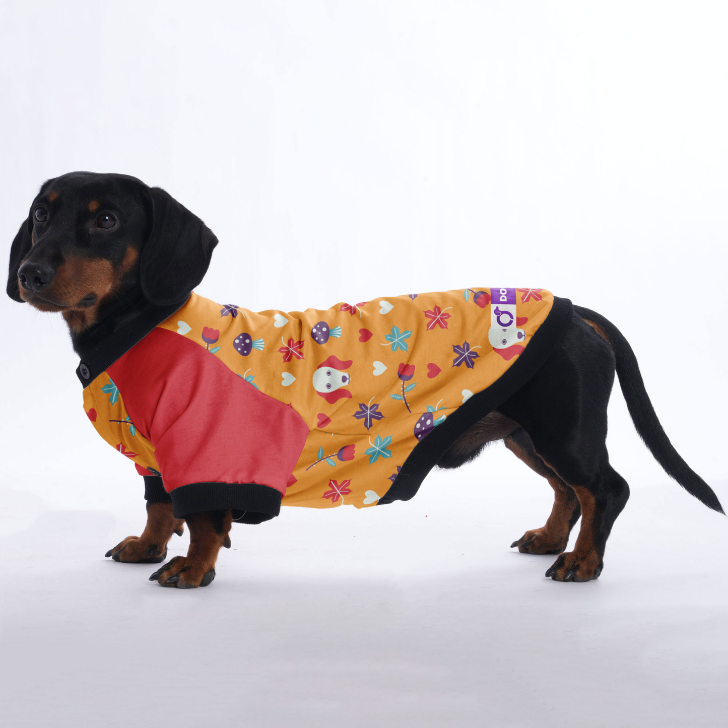 Carmen - Jacket for Dachshunds