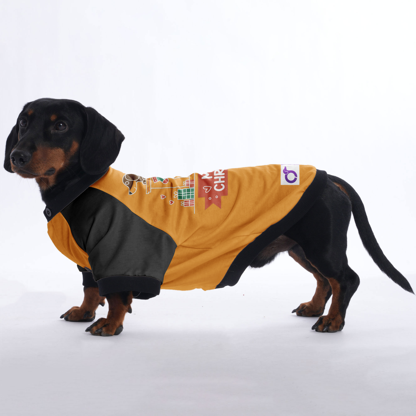 Bella - Jacket for Dachshunds