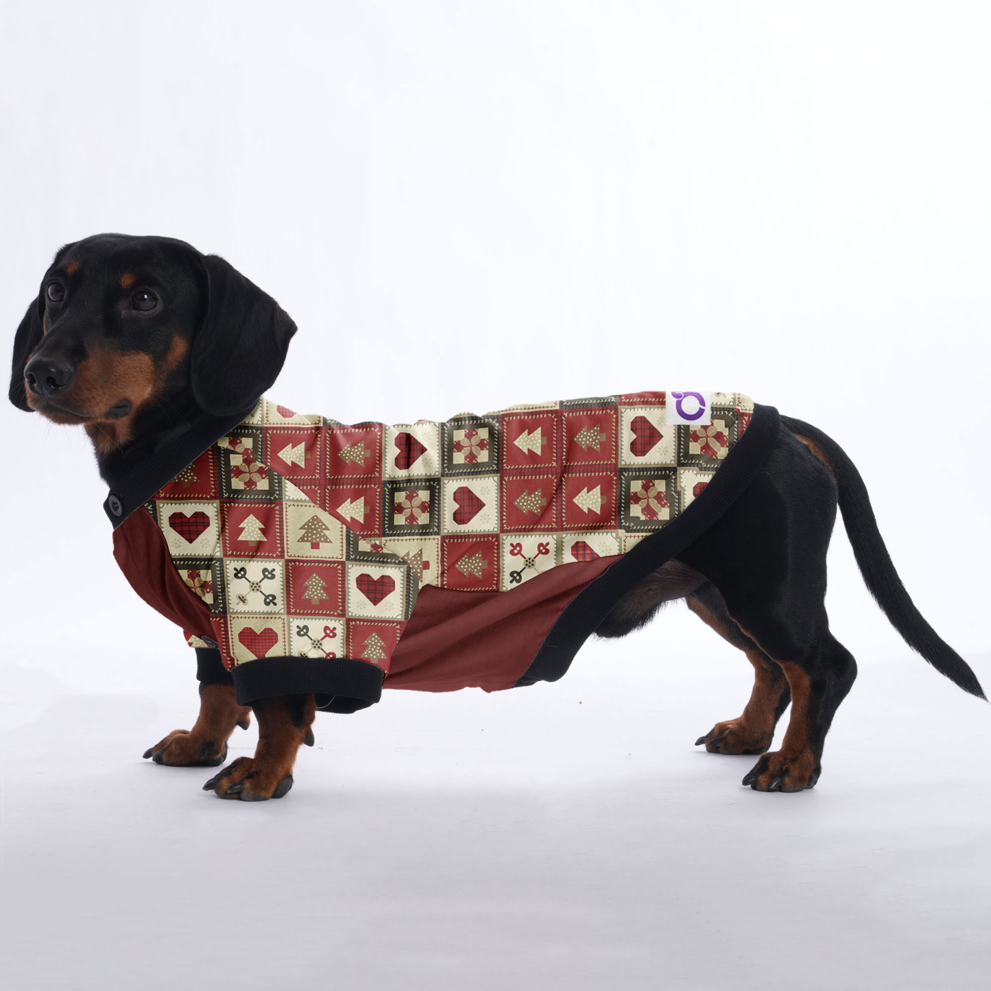 Bailey - Jacket for Dachshunds