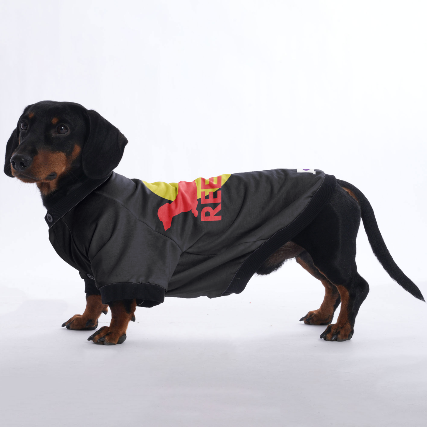 Oliver - Jacket for Dachshunds