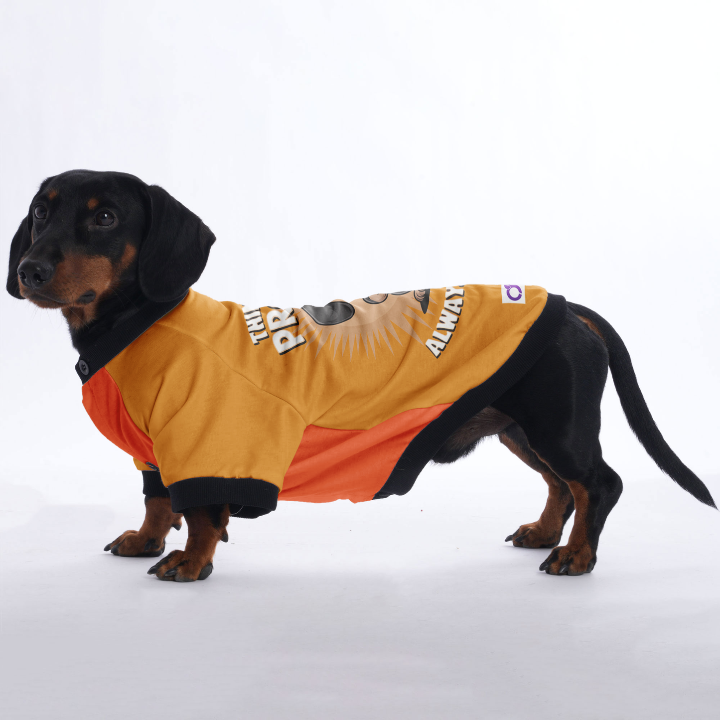 Bruno - Jacket for Dachshunds