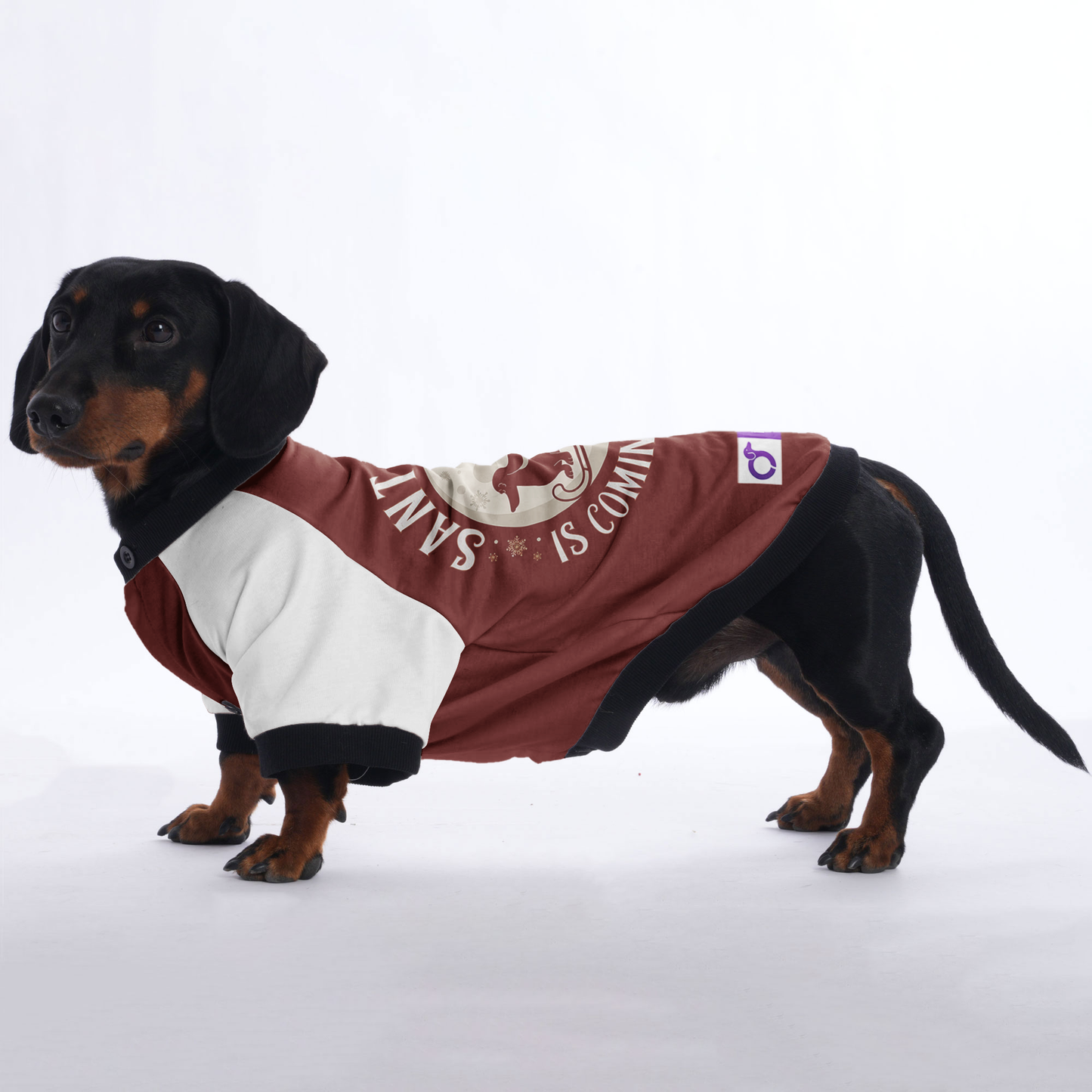 Charlie - Jacket for Dachshunds