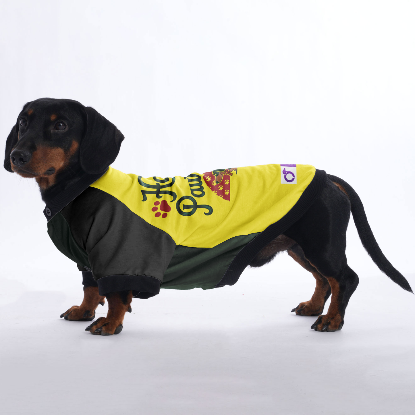 Buddy - Jacket for Dachshunds