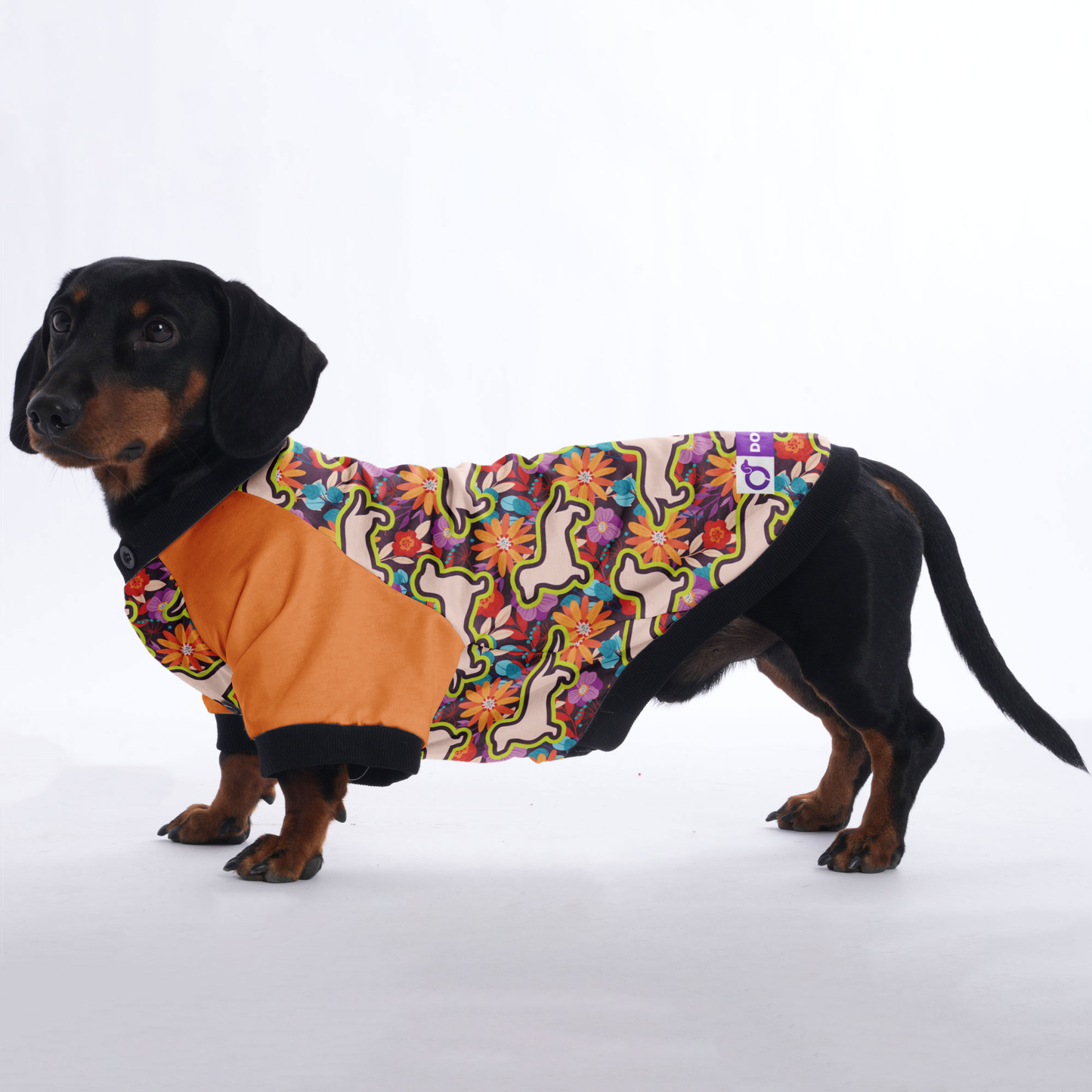 Ollie - Jacket for Dachshunds