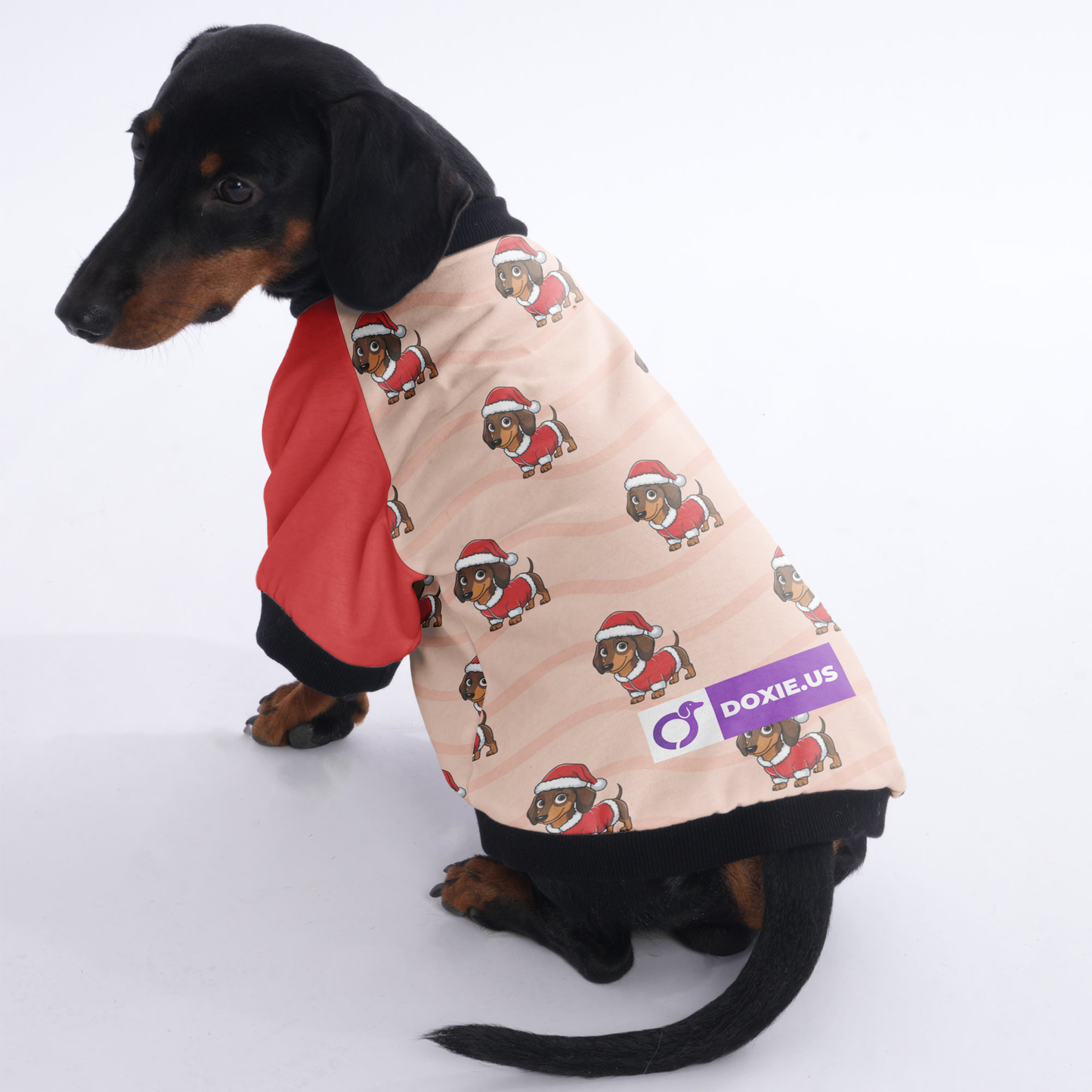 Winnie - Jacket for Dachshunds