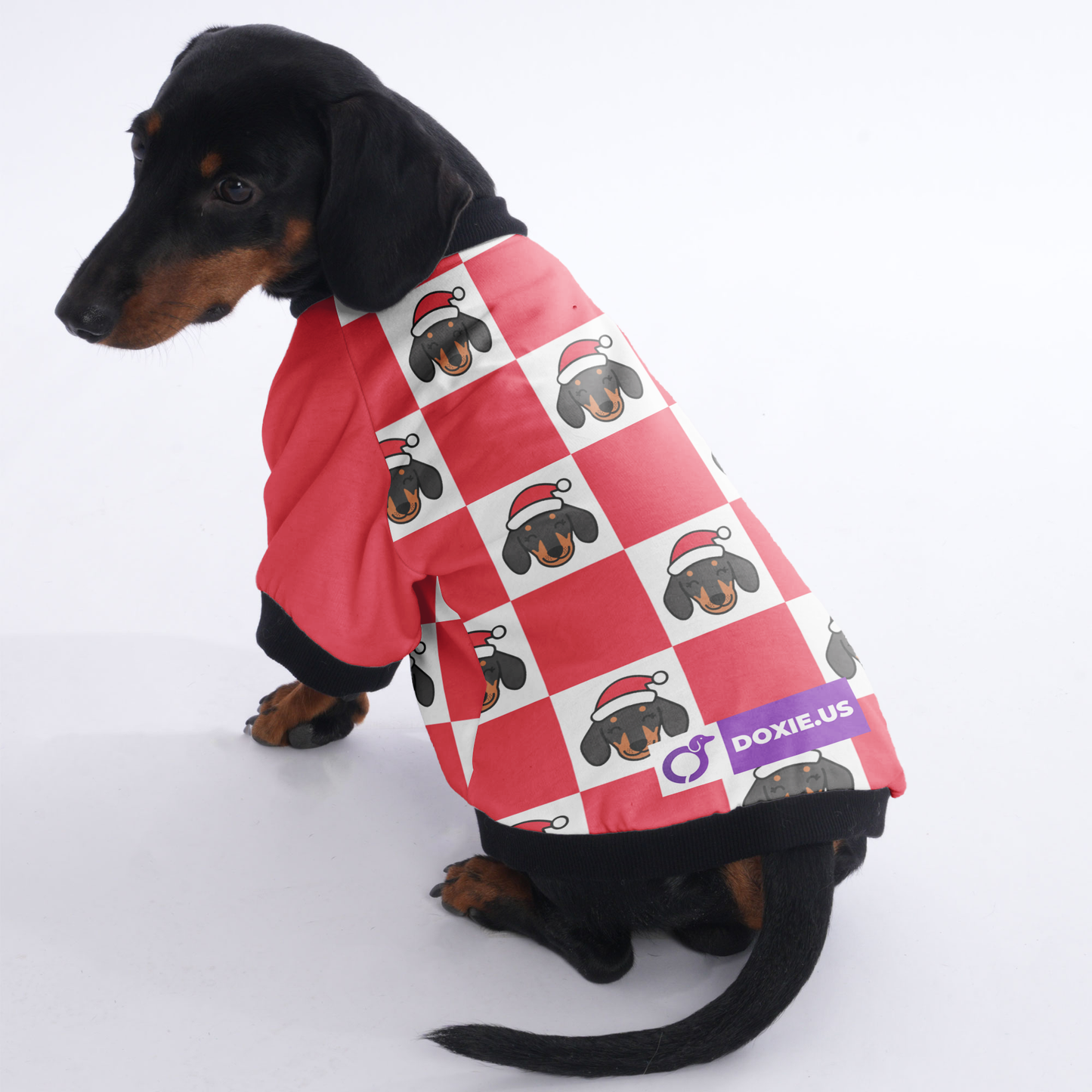 Rolo  - Jacket for Dachshunds