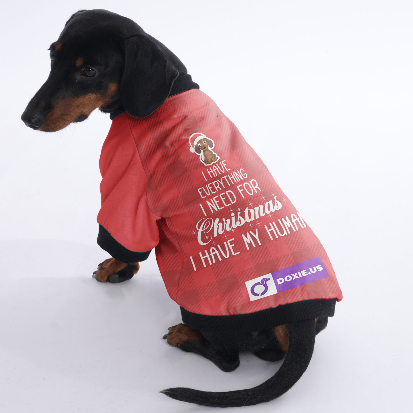 I have everything I need for Christmas. I have my human - Jacket for Dachshunds