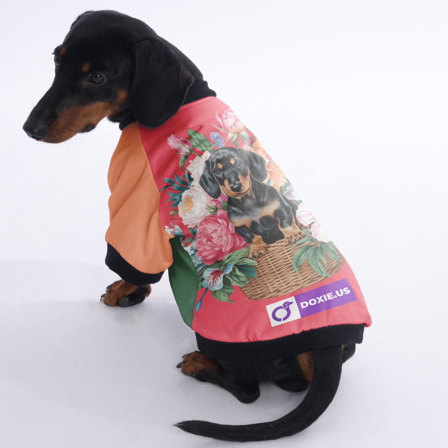 Alan  - Jacket for Dachshunds