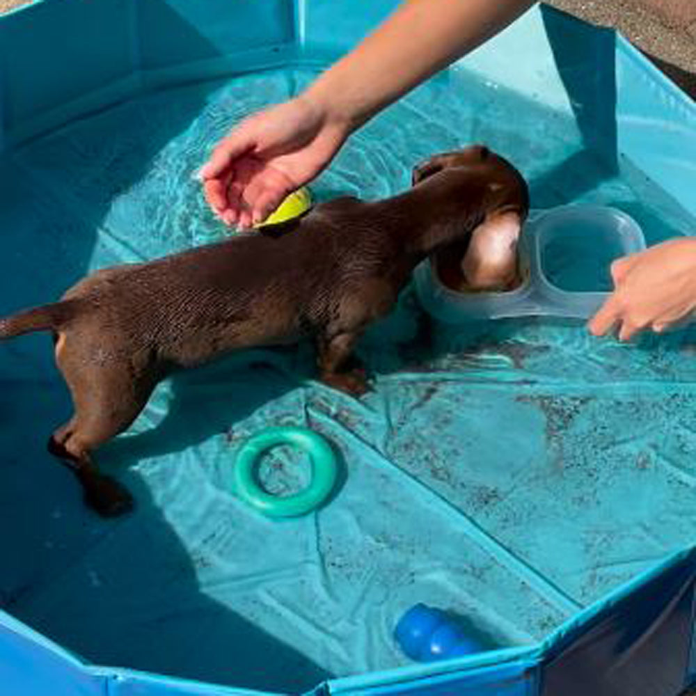 DoxieDip-Foldable-Swimming-Pool-for-Dachshund-www.doxie.us